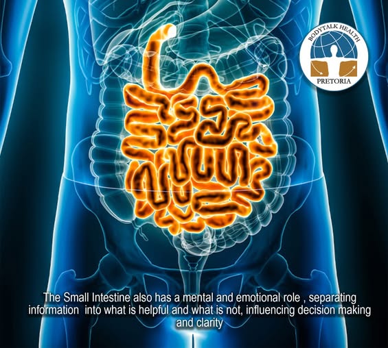 I AM THE SMALL INTESTINE