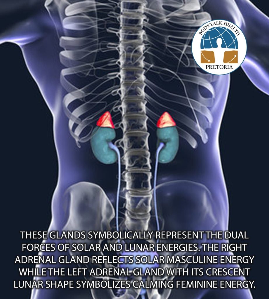 I AM THE ADRENALS